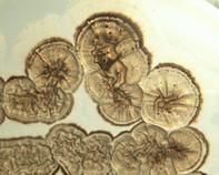 streptomyces colony